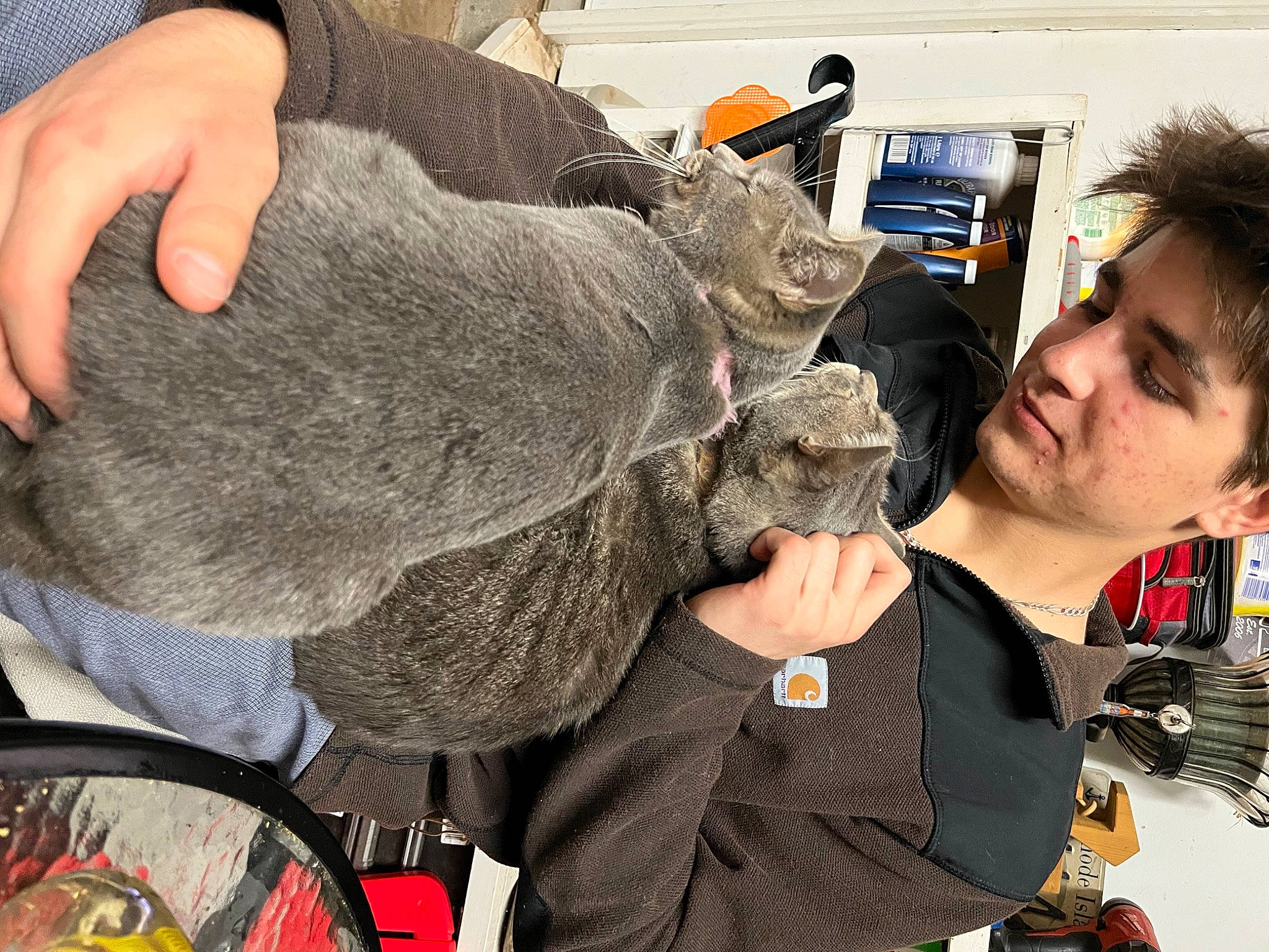 Jasper joined the competition — help win amazing prizes! domestic_short_haired_cat, ear, felidae, fur, gesture, koala, small_to_medium_sized_cats, snout, wildlife_biologist, wool, working_animal, wrinkle