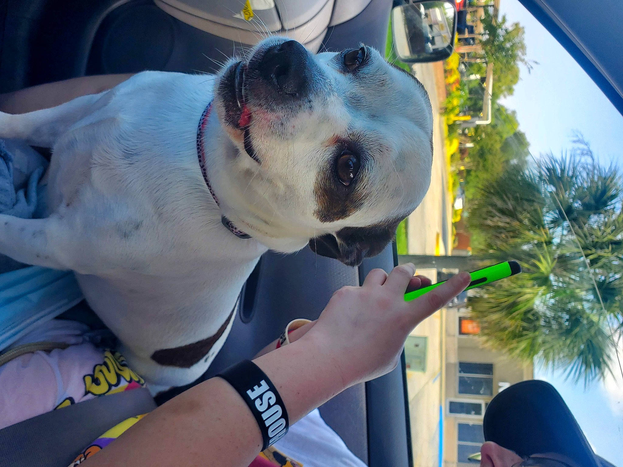 Killian is registered to the contest to win money with this photo: arecales, bracelet, canidae, carnivore, collar, companion_dog, dog, dog_breed, dog_collar, eyewear, fawn, leash, palm_tree, selfie, snout, sporting_group, tree, whiskers, working_animal, yellow