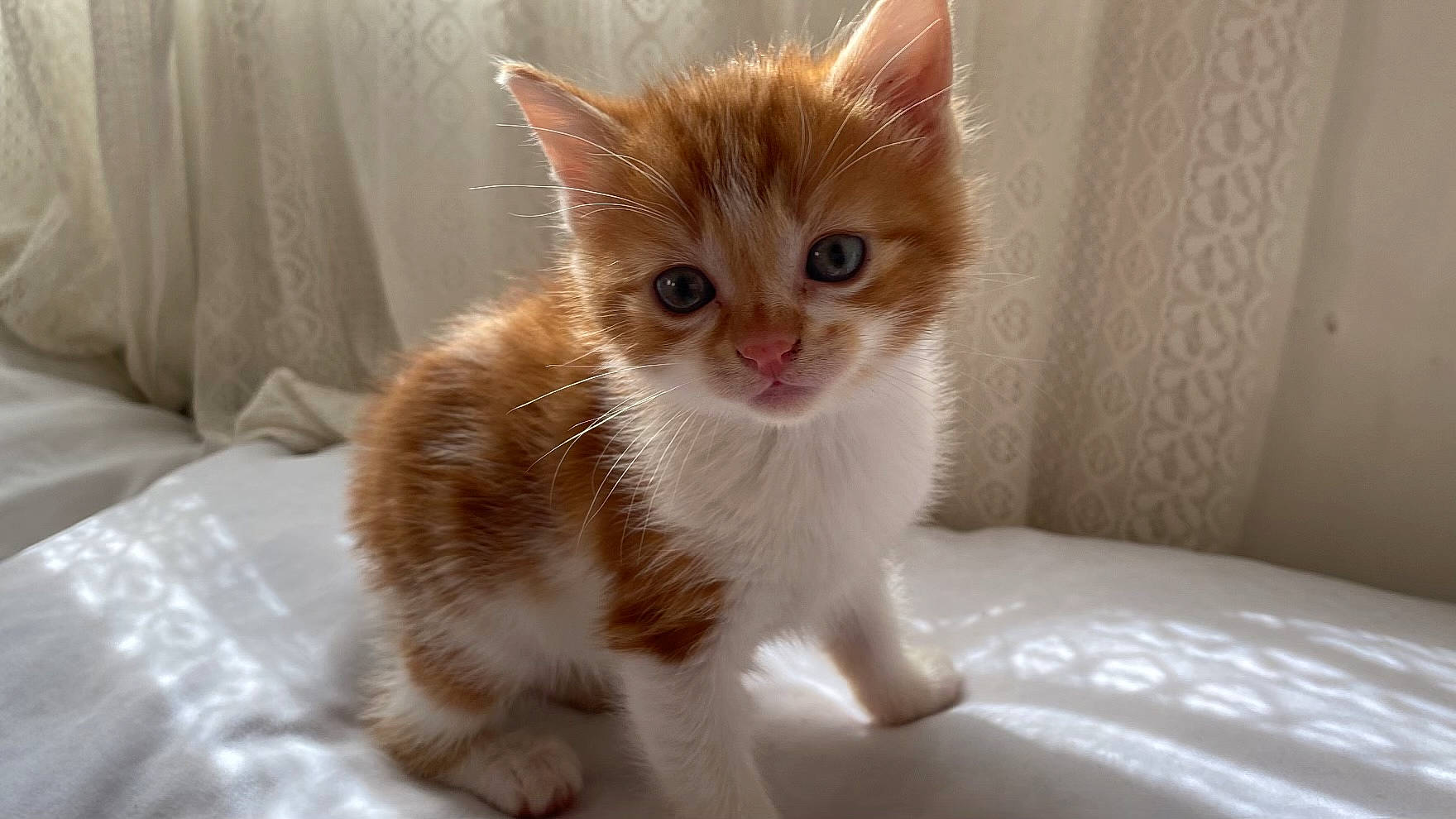 Honey is registered to the contest to win money with this photo: carnivore, cat, claw, curtain, domestic_short_haired_cat, fawn, felidae, fur, paw, small_to_medium_sized_cats, snout, tail, terrestrial_animal, whiskers, window, wood