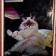 Lune is registered to the contest to win money with this photo: cat, fluffy, reflection, phone_screen, indoor, bookshelf, smudges, paw, relaxed, fur, face, pink_case, yellow_object, black_background, portrait, resting, feline, closeup, domestic_cat, animal