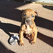 Draco is registered to the contest to win money with this photo: animal, background, brown, curious, dog, ears, eyes, floor, front_paws, nose, outdoor, pet, puppy, shadow, sitting, small, sock, sunlight, texture, young