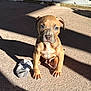animal, background, brown, curious, dog, ears, eyes, floor, front_paws, nose, outdoor, pet, puppy, shadow, sitting, small, sock, sunlight, texture, young