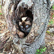 Pumpkin joined the competition — help win amazing prizes! cat, siamese_cat, tree, tree_trunk, hollow, forest_floor, bark, nature, outdoor, animal, blue_eyes, curious, wood, plants, leaves, wildlife, mammal, camouflage, creature, ground