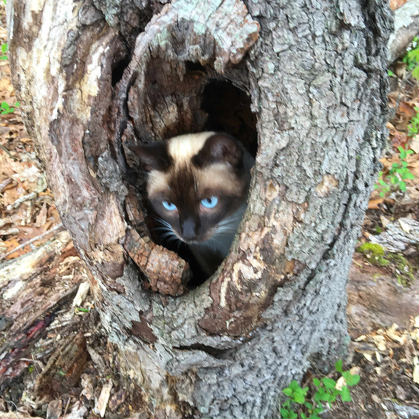 Pumpkin joined the competition — help win amazing prizes! animal, bark, blue_eyes, camouflage, cat, creature, curious, forest_floor, ground, hollow, leaves, mammal, nature, outdoor, plants, siamese_cat, tree, tree_trunk, wildlife, wood
