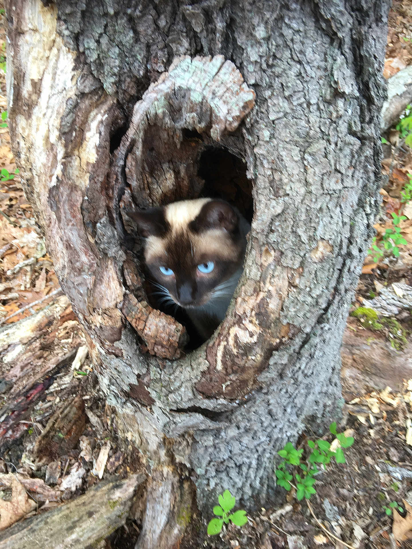 Pumpkin joined the competition — help win amazing prizes! cat, siamese_cat, tree, tree_trunk, hollow, forest_floor, bark, nature, outdoor, animal, blue_eyes, curious, wood, plants, leaves, wildlife, mammal, camouflage, creature, ground