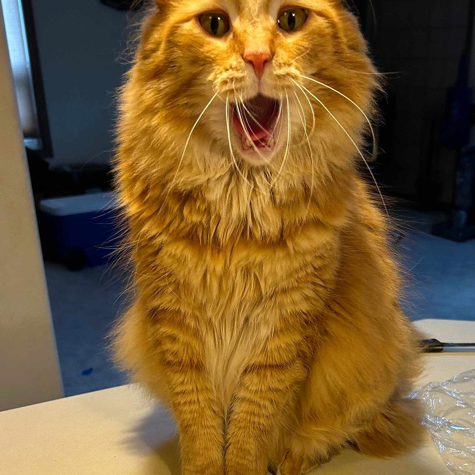 Ginger joined the competition — help win amazing prizes! animal, cat, countertop, cute, domestic_cat, ears, eyes, feline, fluffy, fur, indoor, long_fur, mouth_open, nose, orange_tabby, paws, pet, sitting, tabby_pattern, whiskers