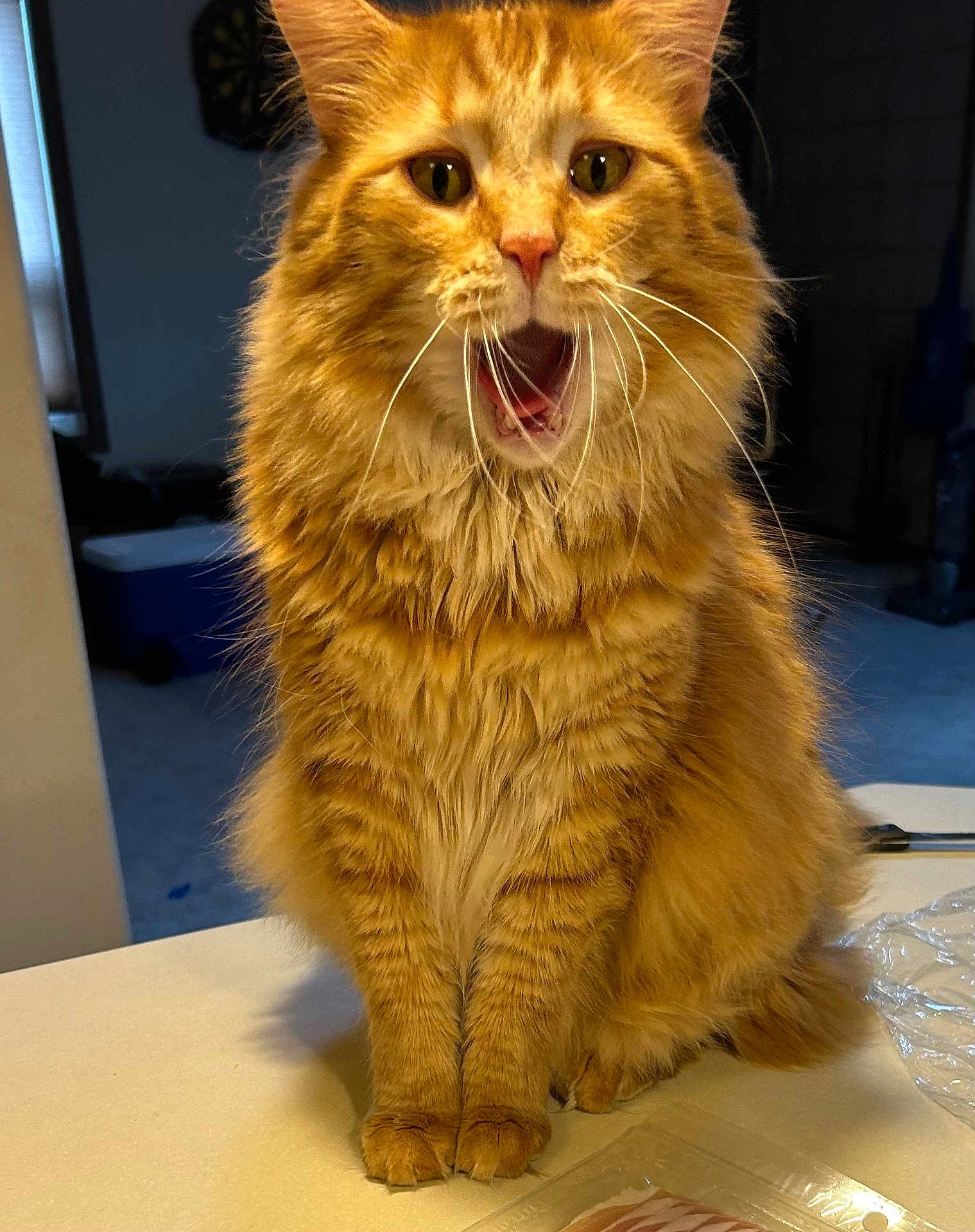 Ginger joined the competition — help win amazing prizes! cat, orange_tabby, fluffy, feline, pet, indoor, countertop, whiskers, mouth_open, sitting, fur, animal, cute, domestic_cat, tabby_pattern, ears, eyes, paws, nose, long_fur