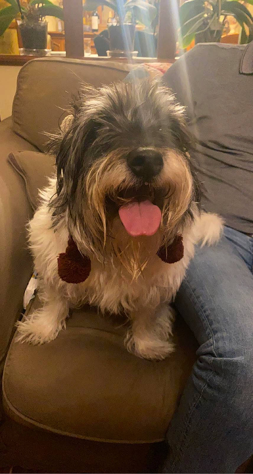 Gaby a rejoint le concours — aidez-le/la à gagner de superbes lots ! canidae, carnivore, catalan_sheepdog, companion_dog, dog, dog_breed, fur, giant_dog_breed, maltepoo, non_sporting_group, romanian_mioritic_shepherd_dog, sapsali, schapendoes, schnauzer, small_terrier, snout, sporting_group, sweet_corn, terrier, toy_dog