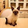 blue_eyes, cat, chair, closeup, curious, cute, dark_tail, dining_table, domestic_animal, feline, fur, home, indoors, kitchen, kitten, pointed_ears, portrait, siamese_cat, sitting, warm_lighting