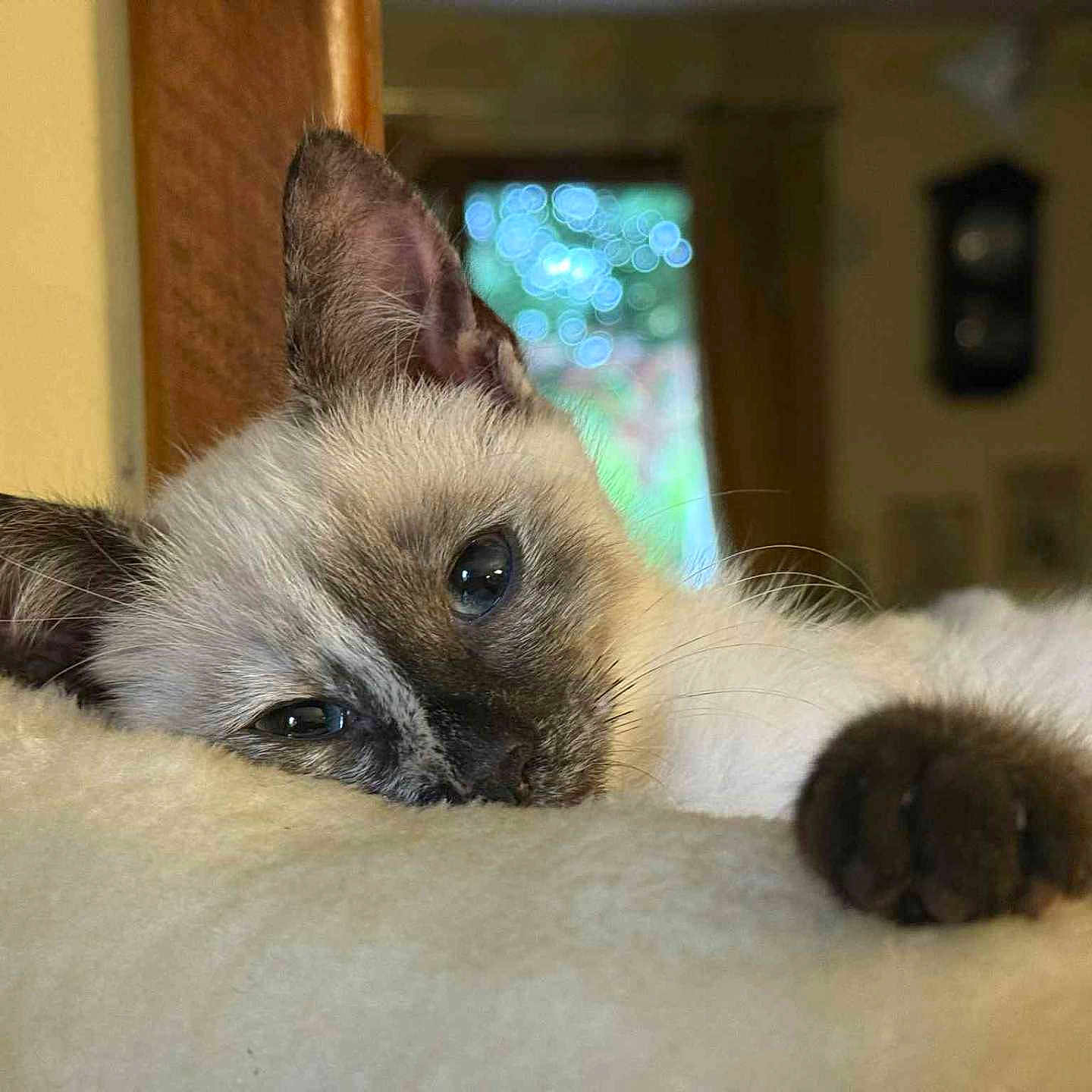 Neige participe au concours pour gagner de l'argent avec cette photo : animal, blurred_background, cat, close_up, cozy, cute, ears, face, feline, fluffy, indoor, kitten, paw, pet, relaxed, resting, siamese, sleepy, soft, whiskers