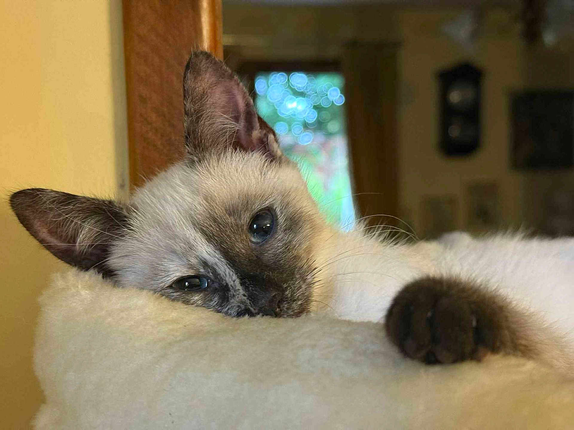 Neige participe au concours pour gagner de l'argent avec cette photo : cat, kitten, siamese, sleepy, close_up, paw, indoor, soft, fluffy, resting, relaxed, cute, pet, animal, feline, whiskers, ears, face, cozy, blurred_background