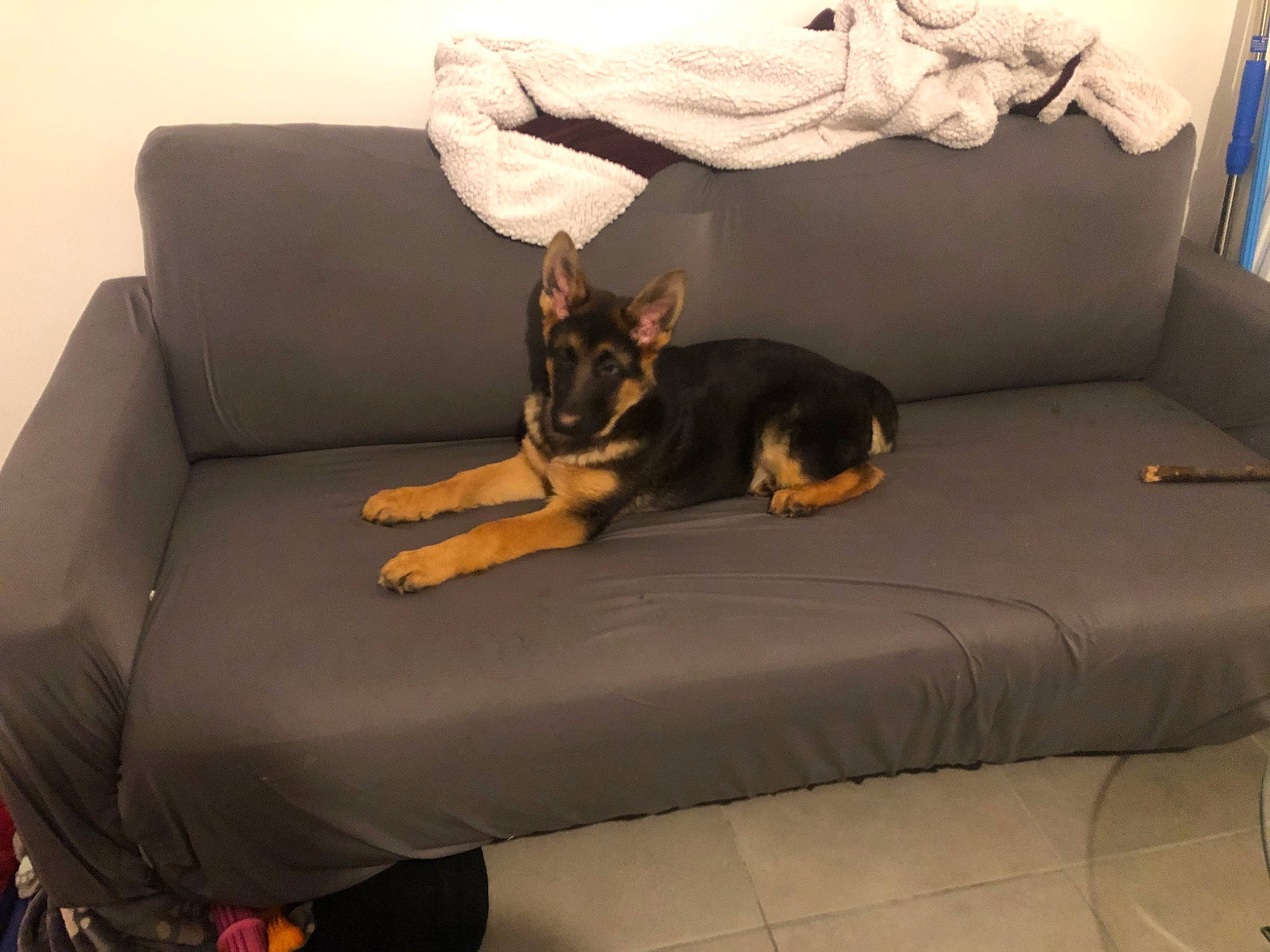 Indie a rejoint le concours — aidez-le/la à gagner de superbes lots ! canidae, carnivore, chair, comfort, companion_dog, couch, dobermann, dog, dog_breed, furniture, futon, guard_dog, miniature_pinscher, sofa_bed