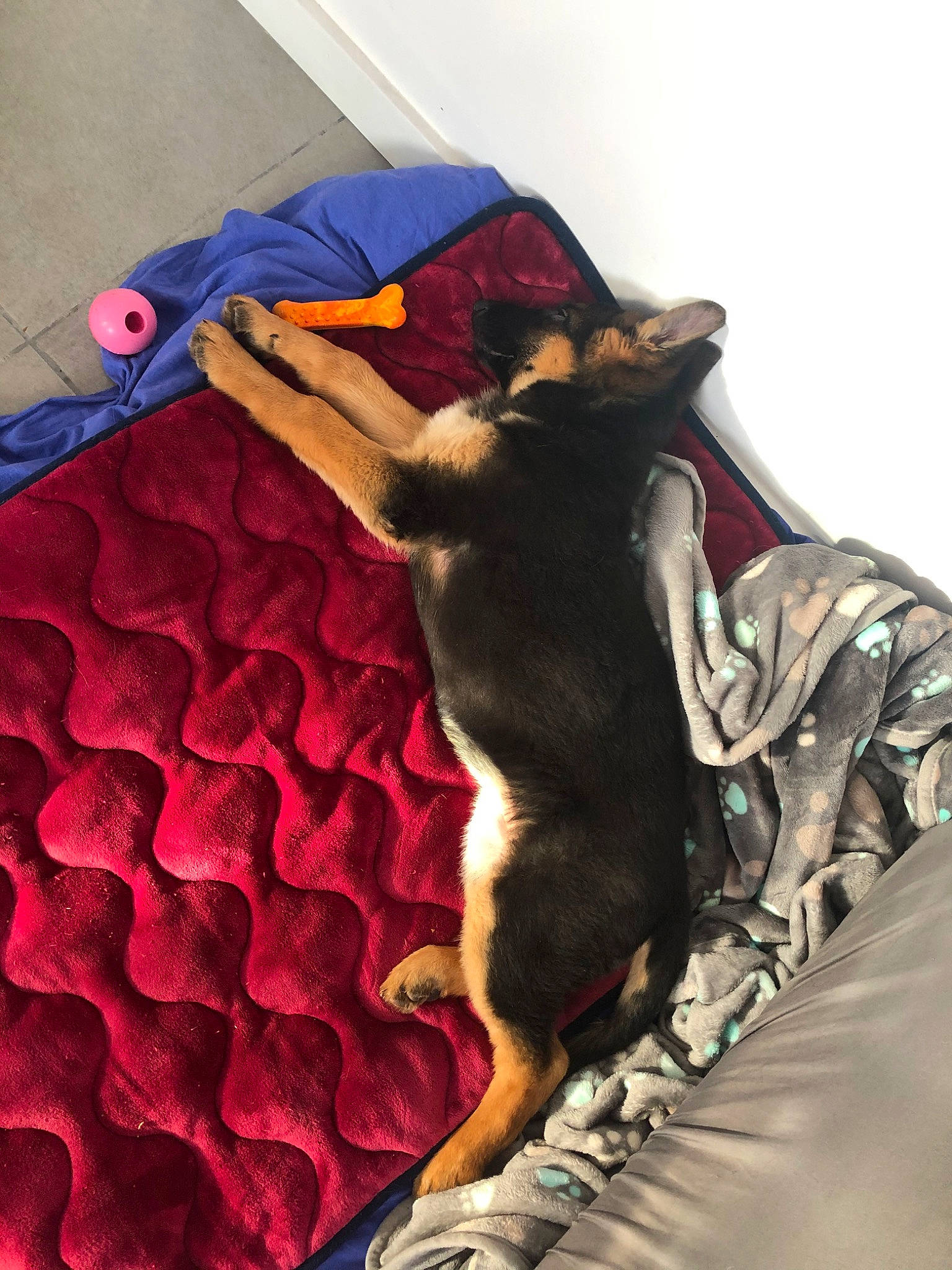 Indie a rejoint le concours — aidez-le/la à gagner de superbes lots ! canidae, carnivore, dobermann, dog, dog_breed, german_pinscher, guard_dog, manchester_terrier, miniature_pinscher, pinscher, sporting_group