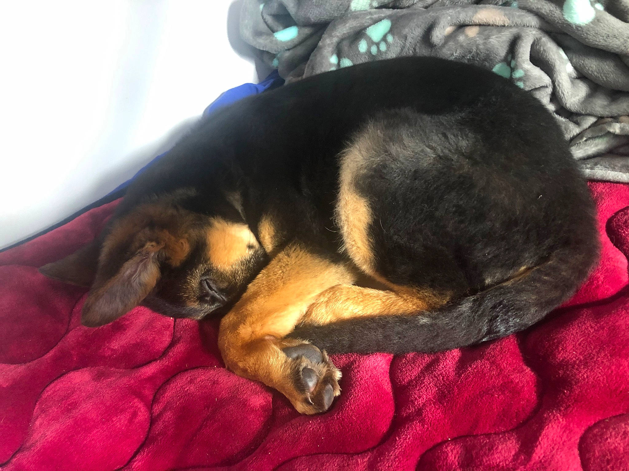 Indie a rejoint le concours — aidez-le/la à gagner de superbes lots ! canidae, carnivore, dog, dog_breed, fawn, nap, paw, puppy, sleep, snout