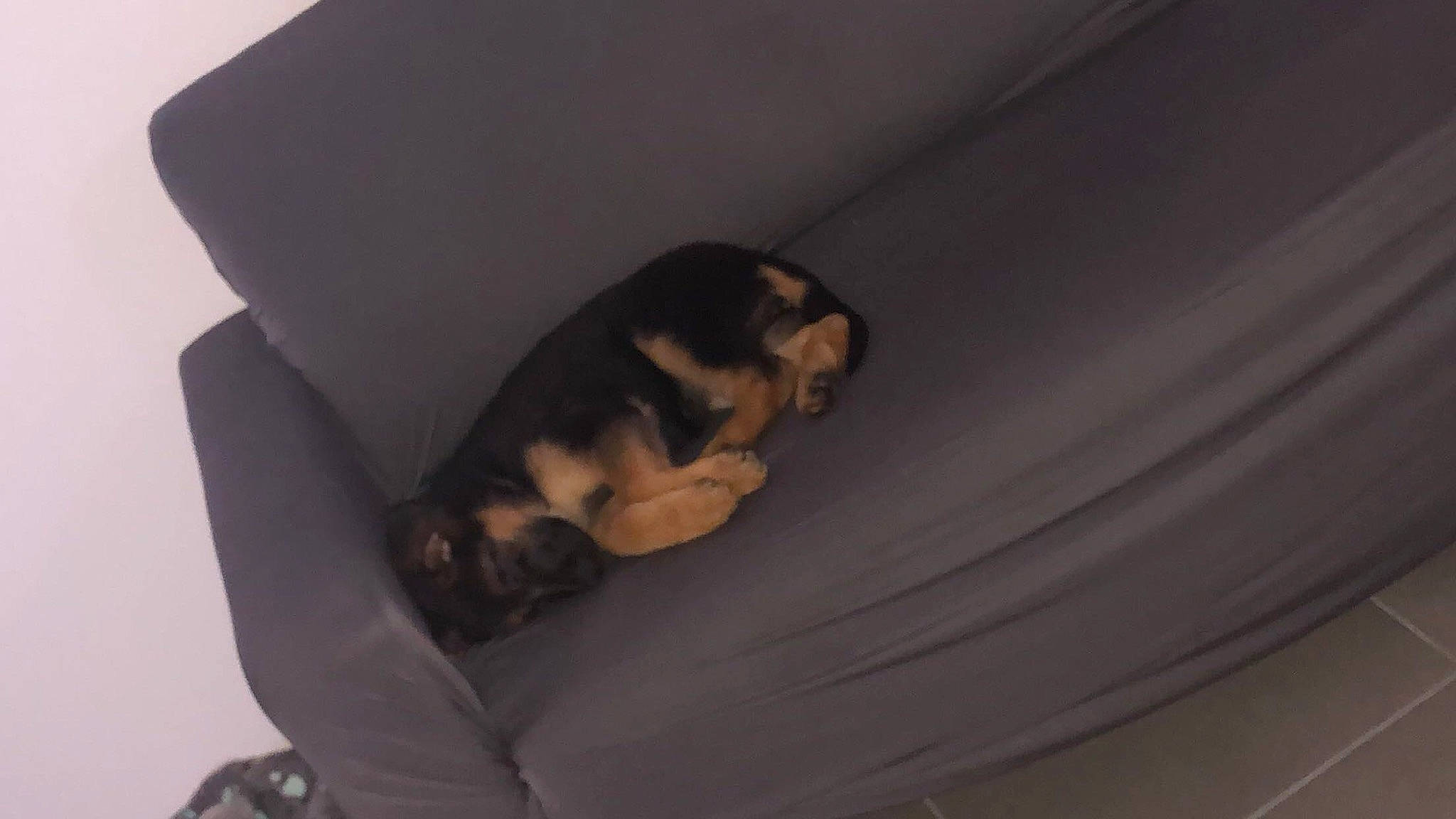 Indie participe au concours pour gagner de l'argent avec cette photo : canidae, carnivore, cat, companion_dog, dog, dog_breed, guard_dog, miniature_pinscher, puppy, tail, toy_dog