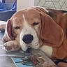 dog, beagle, sleeping, resting, table, indoors, pet, canine, ears, face, closeup, relaxed, nap, household, brown, white, black, fur, animal, companion