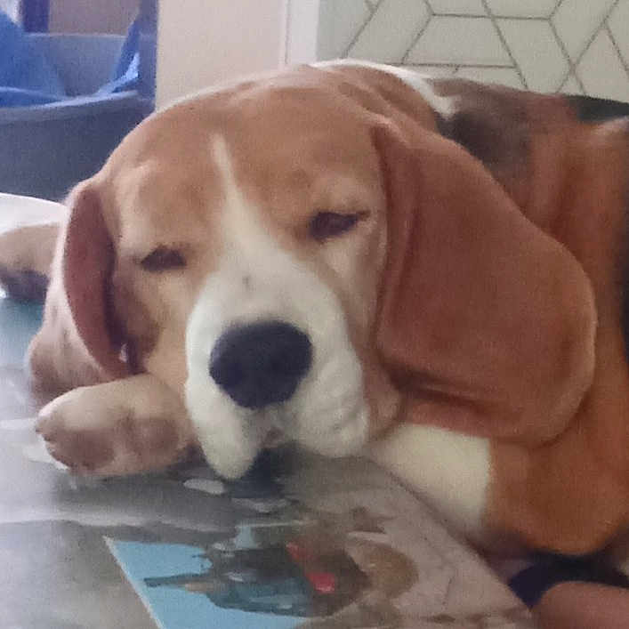 Roxie