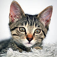 Sylvain Germain participe au concours pour gagner de l'argent avec cette photo : cat, kitten, tabby, close_up, fur, whiskers, ears, eyes, pet, animal, cute, soft, fluffy, resting, portrait, indoor, young, mammal, feline, domestic