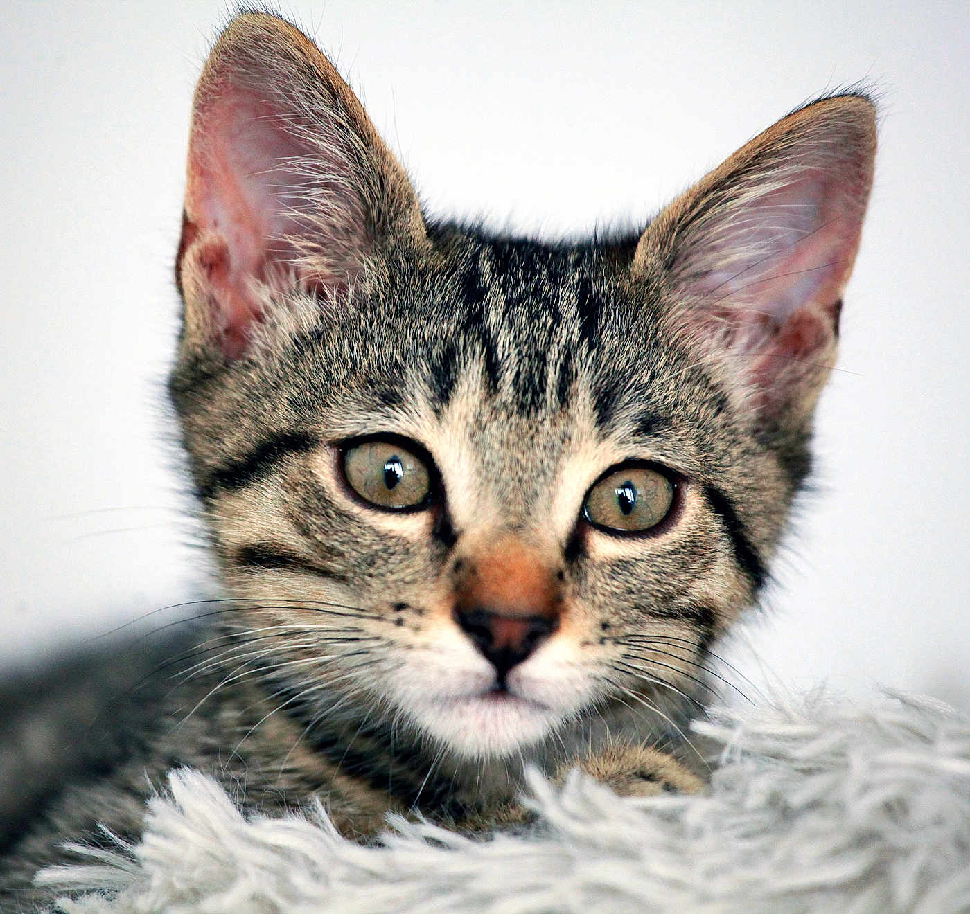 Sylvain Germain participe au concours pour gagner de l'argent avec cette photo : cat, kitten, tabby, close_up, fur, whiskers, ears, eyes, pet, animal, cute, soft, fluffy, resting, portrait, indoor, young, mammal, feline, domestic