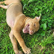 Milia is registered to the contest to win money with this photo: puppy, dog, grass, greenery, playful, outdoor, nature, leaf, animal, canine, pet, young, fur, paw, mouth_open, teeth, relaxed, laying_down, tongue, sunlight