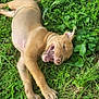 puppy, dog, grass, greenery, playful, outdoor, nature, leaf, animal, canine, pet, young, fur, paw, mouth_open, teeth, relaxed, laying_down, tongue, sunlight