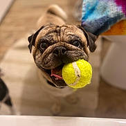 Banksy is registered to the contest to win money with this photo: animal, blanket, canine, carpet, closeup, cute, dog, face, floor, fur, happy, indoor, mouth, pet, playful, pug, smiling, tennis_ball, tongue, toy