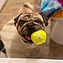 animal, blanket, canine, carpet, closeup, cute, dog, face, floor, fur, happy, indoor, mouth, pet, playful, pug, smiling, tennis_ball, tongue, toy