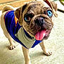 Banksy is registered to the contest to win money with this photo: animal, bell, blue_eyes, closeup, collar, concrete_floor, cute, dog, domestic_animal, door, fur, outdoor, pet_clothing, playful, pug, puppy, shirt, standing, tongue_out, young