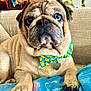 Banksy is registered to the contest to win money with this photo: accessory, animal, blanket, blue_eye, bow_tie, close_up, couch, cute, dog, domestic, face, fur, homedecor, indoor, paw, pet, portrait, pug, relaxed, resting
