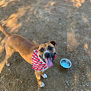 Morty is registered to the contest to win money with this photo: dog, canine, pet, bandana, red_white_blue, tongue_out, smiling, outdoor, dirt_ground, water_bowl, sunlight, shadow, happy, friendly, animal, mammal, four_legs, ears, tail, collar