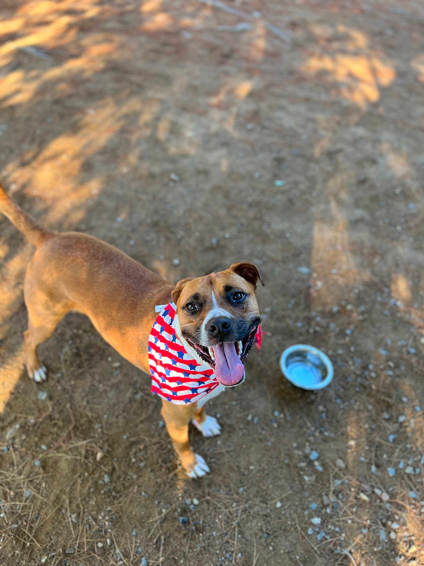 Morty is registered to the contest to win money with this photo: dog, canine, pet, bandana, red_white_blue, tongue_out, smiling, outdoor, dirt_ground, water_bowl, sunlight, shadow, happy, friendly, animal, mammal, four_legs, ears, tail, collar
