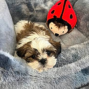 Appa is registered to the contest to win money with this photo: puppy, dog, pet, cute, fluffy, bed, plush, gray, soft, toy, ladybug, animal, fur, resting, indoors, cozy, closeup, adorable, small, companion