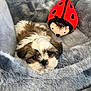 puppy, dog, pet, cute, fluffy, bed, plush, gray, soft, toy, ladybug, animal, fur, resting, indoors, cozy, closeup, adorable, small, companion