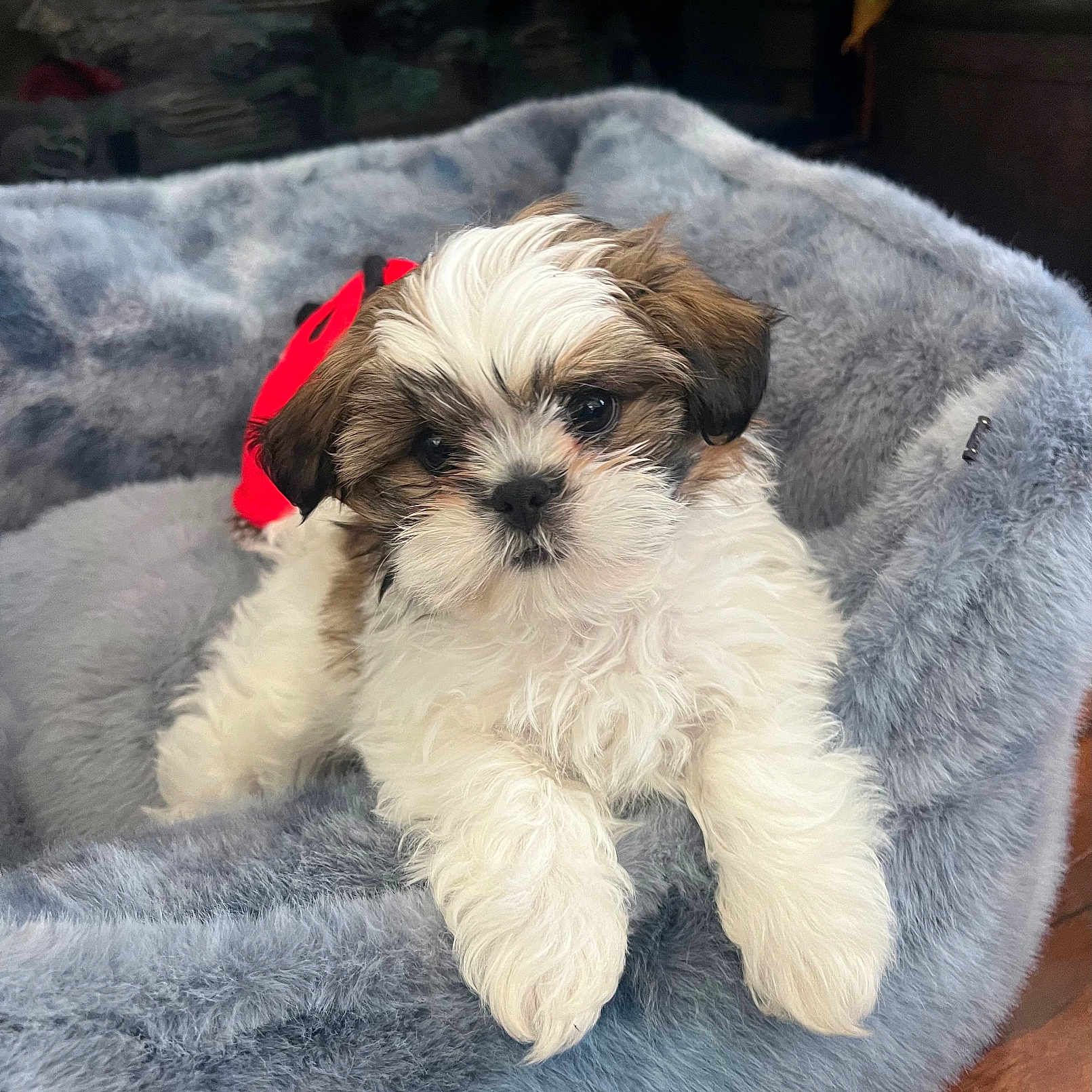 Appa joined the competition — help win amazing prizes! adorable, animal, bed, brown, comfort, cozy, cute, dog, ears, face, fluffy, fur, indoors, paws, pet, puppy, relaxed, resting, small, white