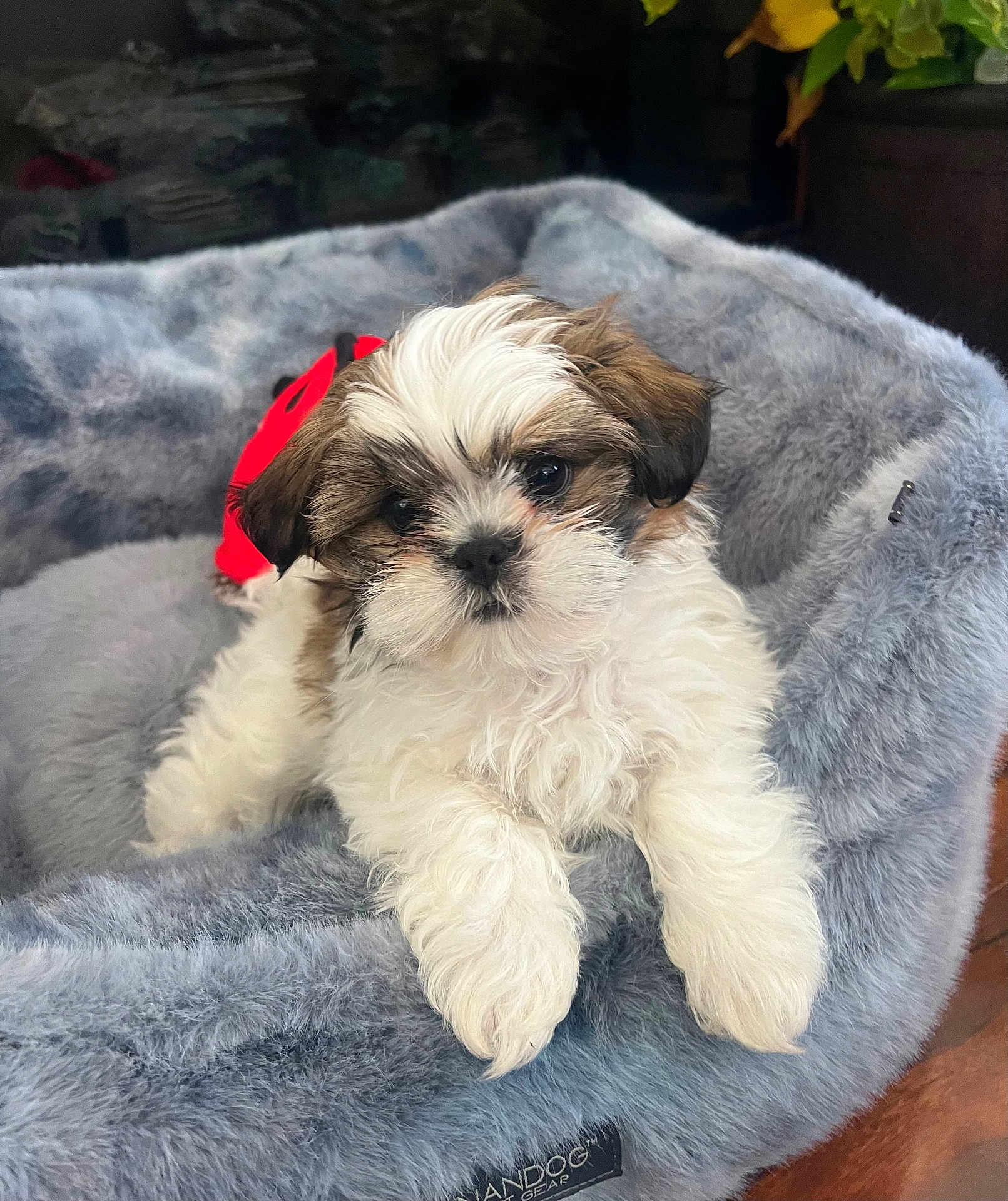 Appa joined the competition — help win amazing prizes! puppy, dog, fluffy, bed, pet, cute, white, brown, fur, animal, indoors, cozy, relaxed, small, adorable, face, ears, paws, resting, comfort