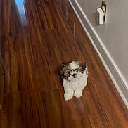 Appa joined the competition — help win amazing prizes! baseboard, brown_fur, companion, cute, dog, domestic_animal, electrical_outlet, fluffy_fur, hardwood_floor, home_interior, indoor, looking_up, paws, pet, puppy, sitting, small_pet, wall, white_fur, wood_flooring