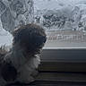 Appa joined the competition — help win amazing prizes! backyard, brown_and_white, cold, dog, fur, glass, house, indoor, looking_out, mat, paw, profile, puppy, snow, snowbank, toy, water_droplets, window, windowsill, winter
