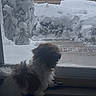Appa is registered to the contest to win money with this photo: backyard, ball, dog, fence, fluffy, glass, home, house, indoor, looking_out, mat, paw, pet, puppy, small_dog, snow, snowy, toy, window, winter