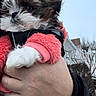 brown_fur, close_up, cloudy_sky, dog, fur, hand, holding, house, jacket, outdoor, paw, pink_sweater, porch, puppy, residential, small_dog, snow, sweater, white_fur, winter