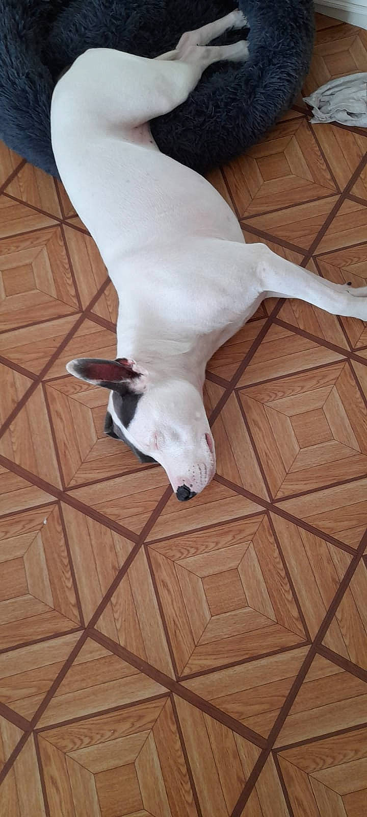 Milka participe au concours pour gagner de l'argent avec cette photo : bull_terrier, bull_terrier_miniature, canidae, carnivore, dog, dog_breed, dogo_guatemalteco, fawn, jack_russell_terrier, non_sporting_group, pointer, tail