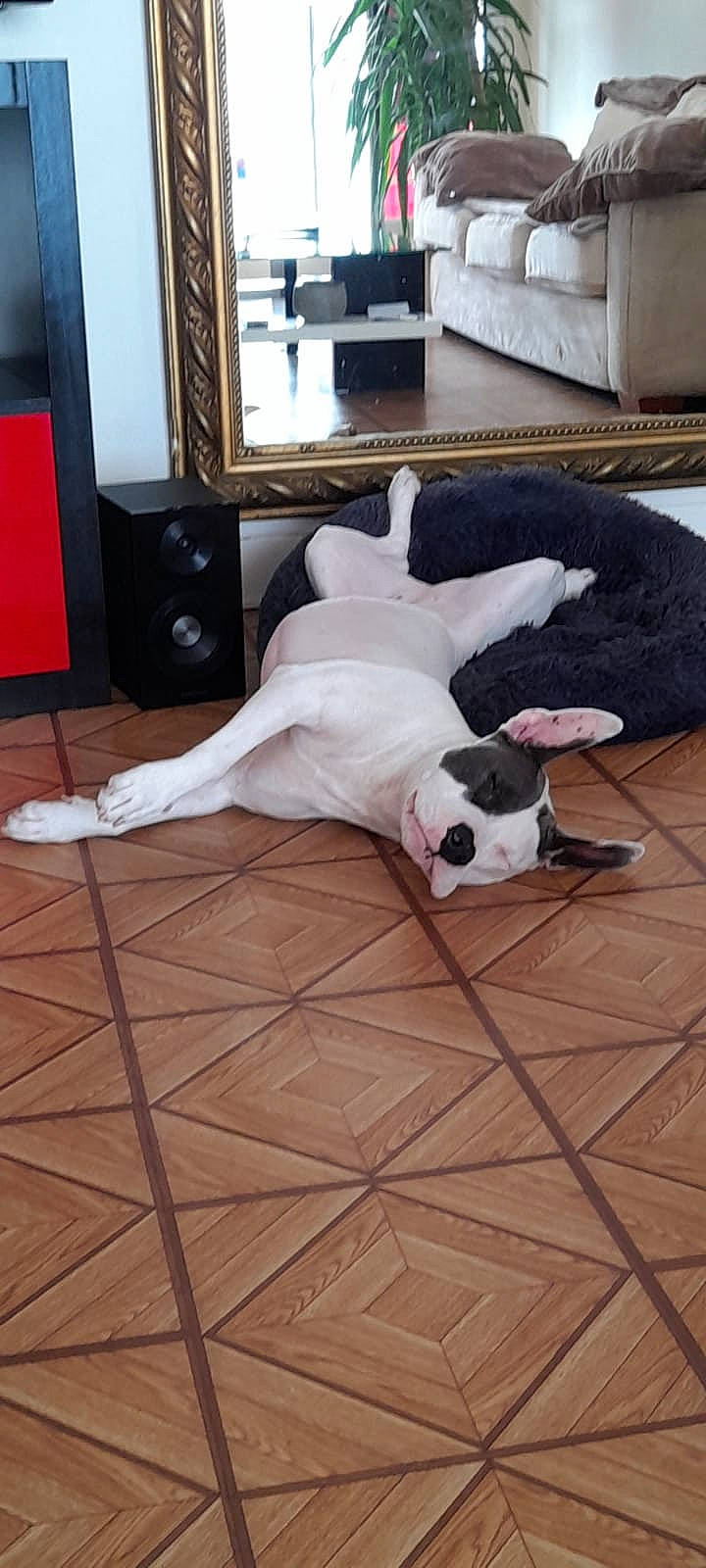 Milka participe au concours pour gagner de l'argent avec cette photo : american_bulldog, boston_terrier, canidae, carnivore, companion_dog, dog, dog_breed, fawn, floor, french_bulldog, mammal, non_sporting_group, snout, sporting_group