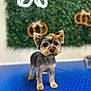 animal, blue_surface, bow, close_up, curious, cute, decor, dog, fur, green_foliage, groomed, indoor, looking_at_camera, orange_bow, pet, portrait, pumpkin_decor, small_dog, standing, yorkshire_terrier