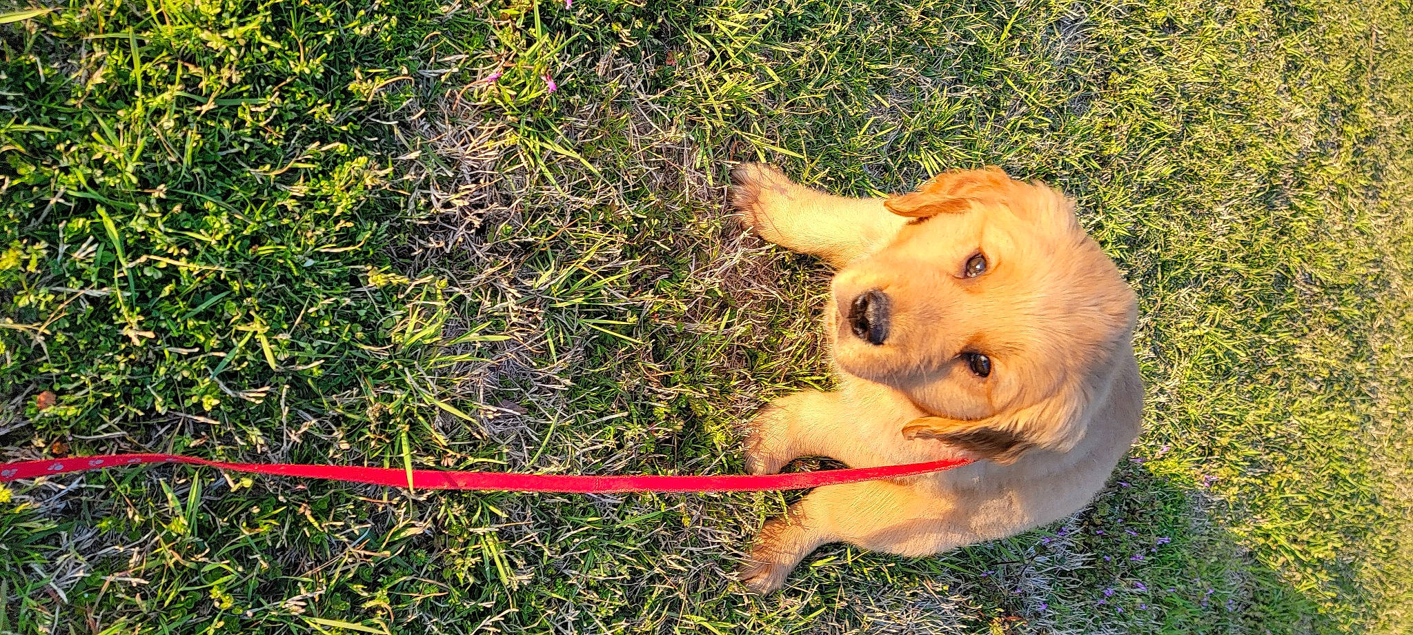 Millie joined the competition — help win amazing prizes! ancient_dog_breeds, canidae, carnivore, companion_dog, dog, dog_breed, dog_collar, dog_supply, grass, happy, leash, people_in_nature, puppy, slope, snout, soil, sporting_group, terrestrial_animal, terrier, working_animal