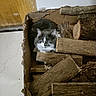 Filou participe au concours pour gagner de l'argent avec cette photo : abyssinian, animal, archaeology, box, brick, cardboard, carton, cat, crate, hardwood, hole, kitten, lumber, manx, pet, plywood, siamese, slate, wood