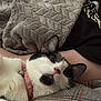 cat, black_and_white, pink_nose, collar, bell, blanket, plaid, fabric, close_up, pet, whiskers, fur, relaxed, cozy, indoor, animal, cute, resting, soft, texture