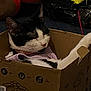 cat, black_and_white_cat, cardboard_box, purple_clothing, feather_toy, plush_toy, indoor, pet, resting, relaxed, feline, sleepy, animal, close_up, soft_lighting, cozy, cute, whiskers, ears, pink_nose