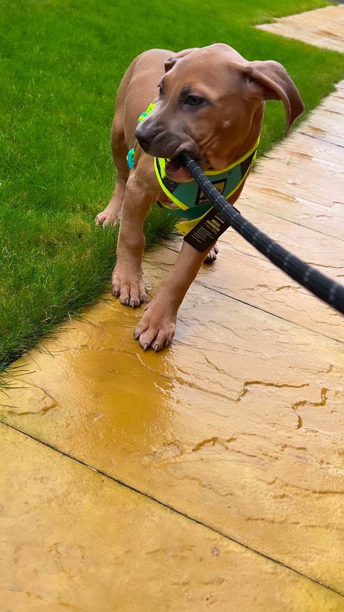 Miya joined the competition — help win amazing prizes! canidae, carnivore, collar, companion_dog, dog, dog_breed, dog_collar, dog_supply, fawn, flooring, grass, hardwood, liver, pet_supply, soil, sporting_group, tail, water, wood, working_animal