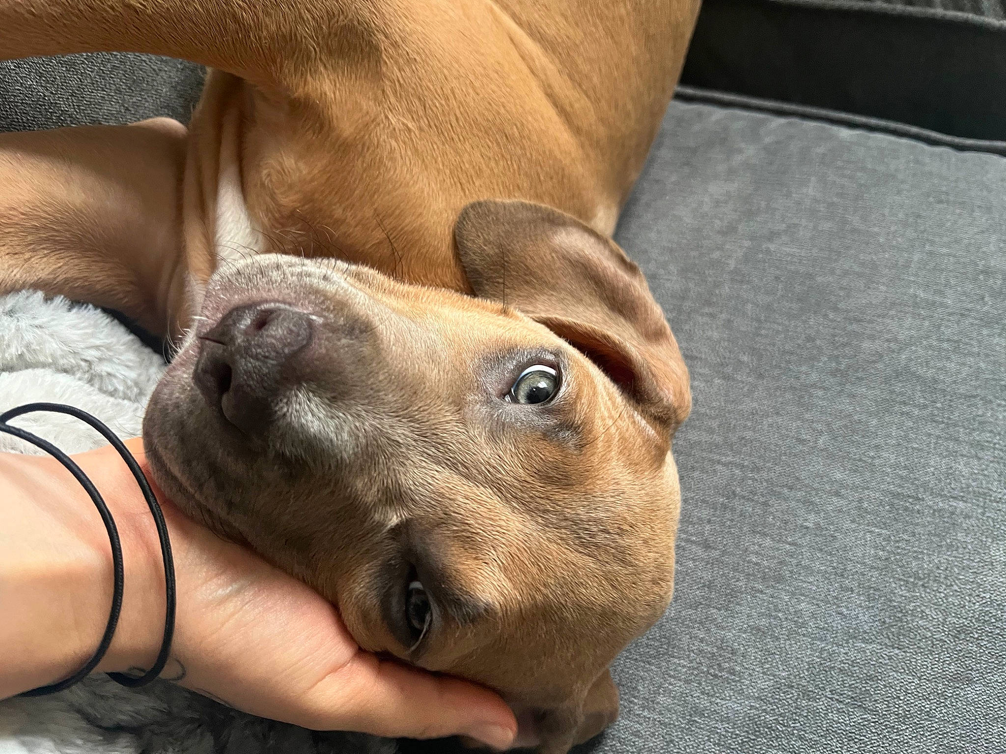 Miya joined the competition — help win amazing prizes! carnivore, comfort, companion_dog, dog, dog_breed, ear, fawn, flooring, foot, fur, great_dane, guard_dog, human_leg, nail, paw, snout, sporting_group, terrestrial_animal, whiskers, working_animal