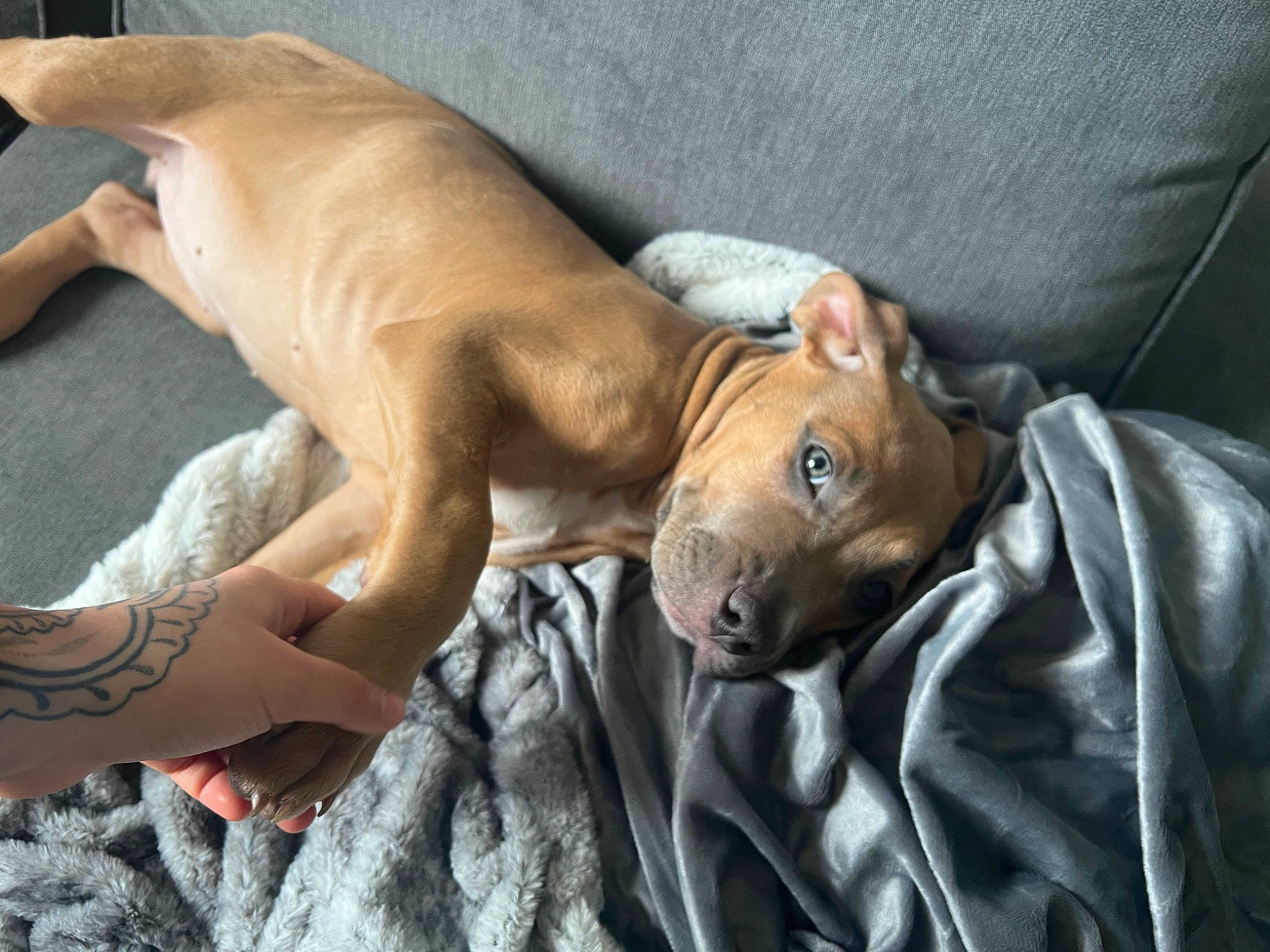 Miya is registered to the contest to win money with this photo: abdomen, barechested, bed, canidae, carnivore, chest, comfort, companion_dog, dog, dog_breed, fawn, foot, fur, human_leg, linens, snout, sporting_group, whiskers, wood, working_animal