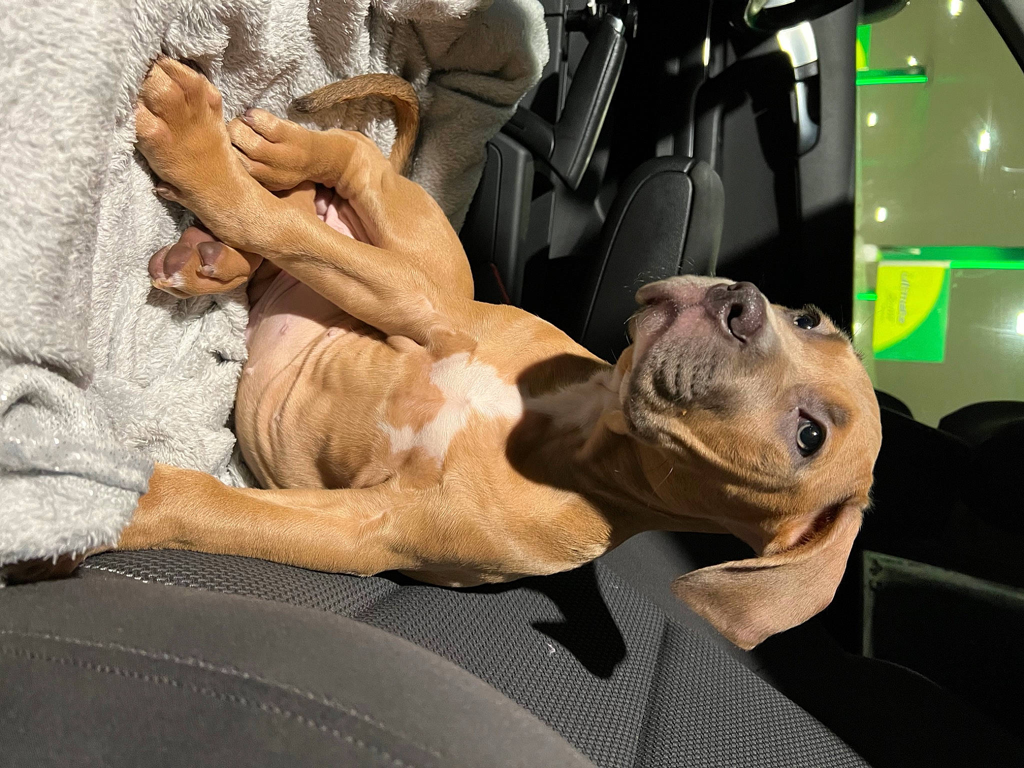 Miya joined the competition — help win amazing prizes! auto_part, automotive_design, car_seat, carnivore, comfort, companion_dog, dog, dog_breed, family_car, fawn, fur, human_leg, motor_vehicle, passenger, sitting, snout, sporting_group, vehicle, vehicle_door, wrinkle
